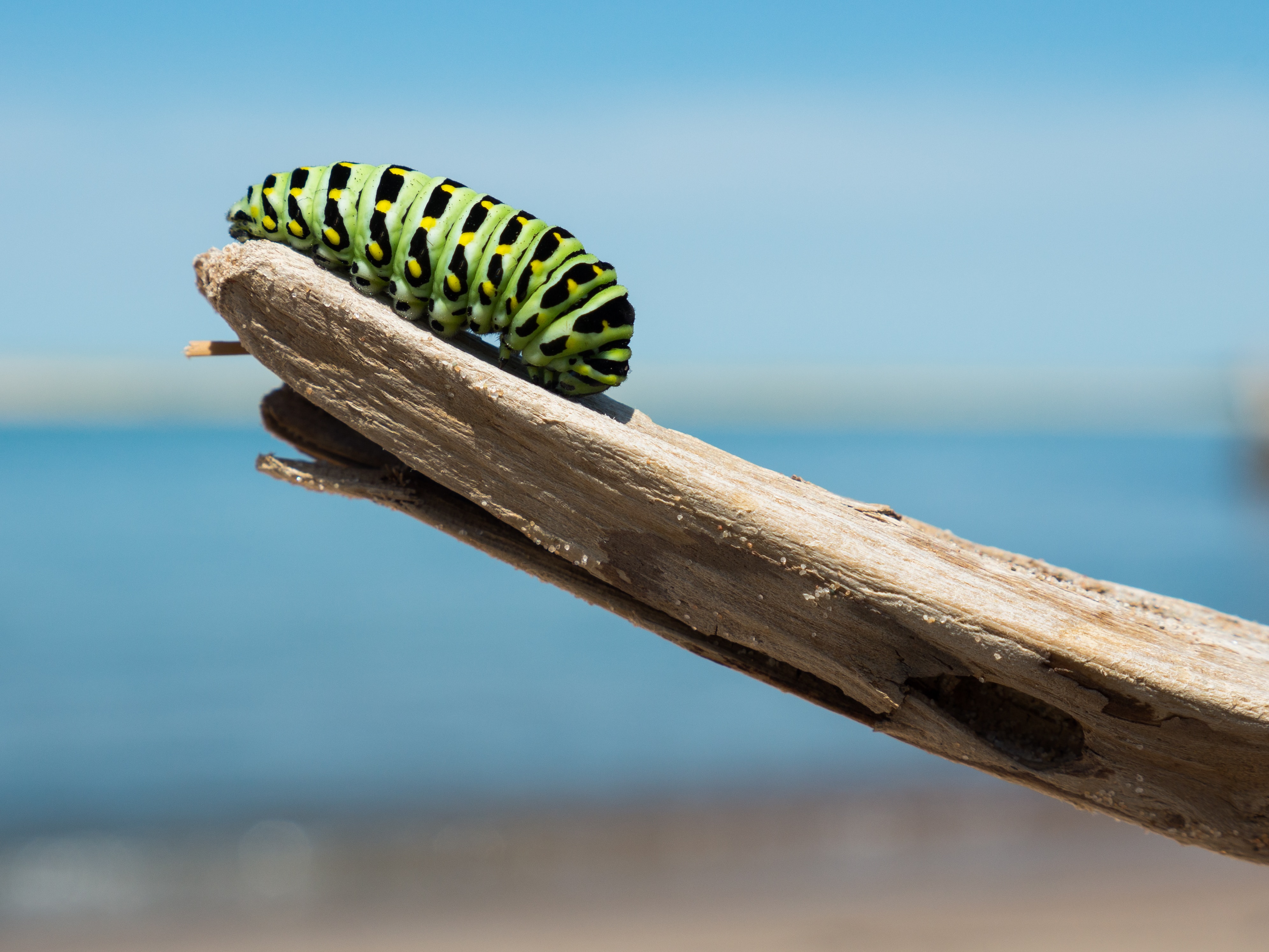 Image of a caterpillar